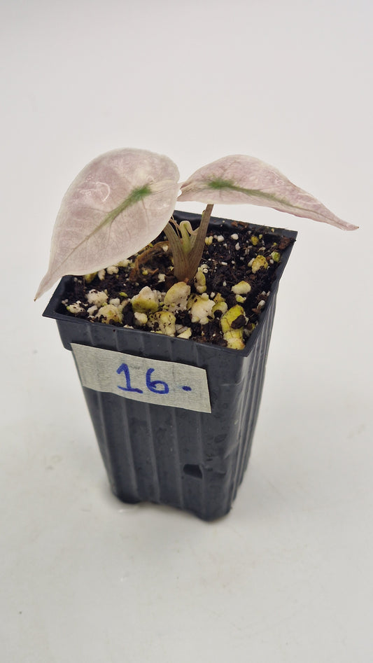 Alocasia Pink Polly Ghost #16.