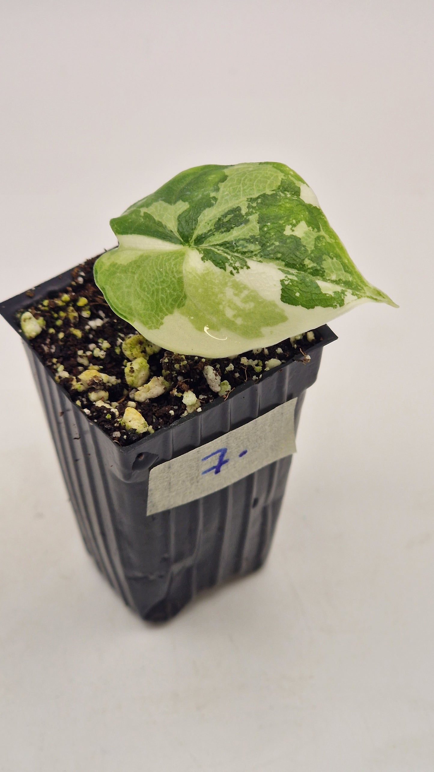 Alocasia Melo Albo #7.