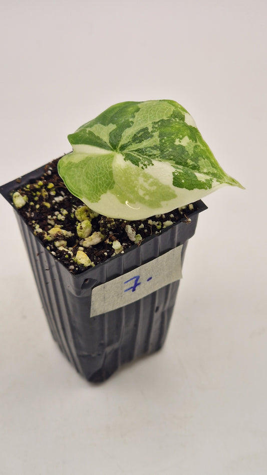 Alocasia Melo Albo #7.