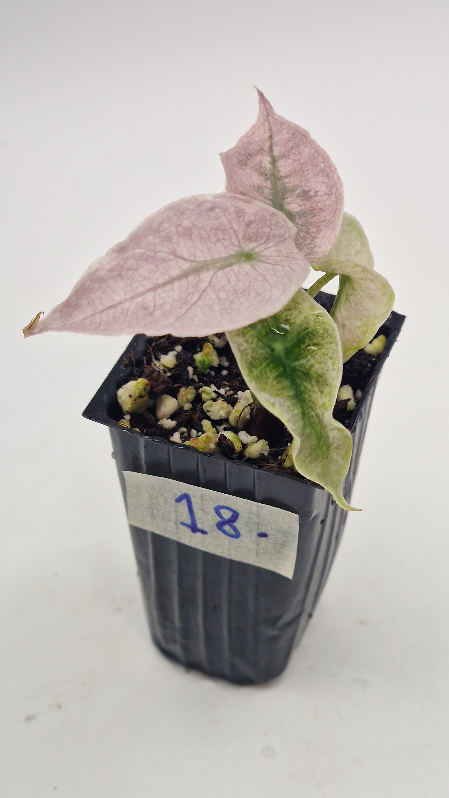 Alocasia Pink Polly Ghost #18.