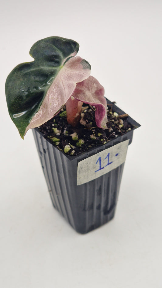 Alocasia Balloon Heart Pink Var #11.